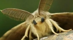 Šta jede mol kako da ga pronađe i šta se plaši?